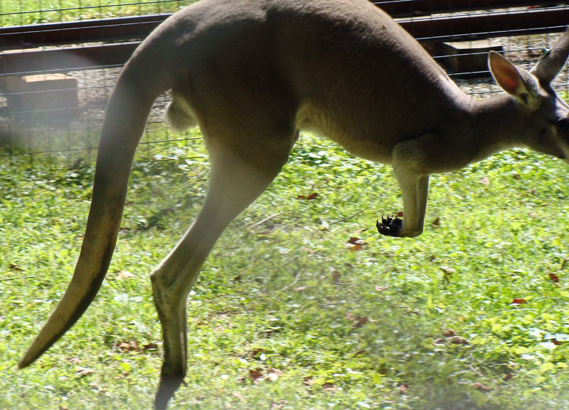 kangaroo